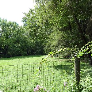 Red Kangaroo Exhibit