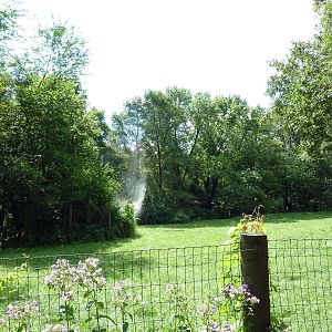 Red Kangaroo Exhibit