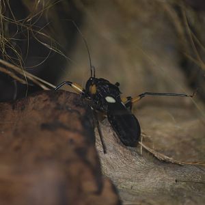 White-spotted assassin bug