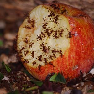 Leaf-cutting ants