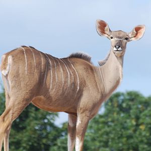 Greater kudu