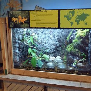 Discovery Center - Panamanian Golden Frog Exhibit