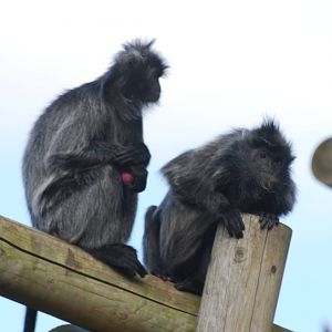 Silvery leaf monkeys