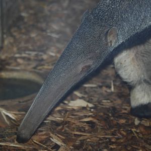 Giant anteater