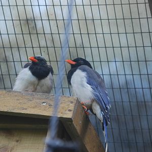 Red-billed blue magpie and fledgling