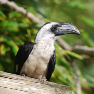 Von der Decken's hornbill