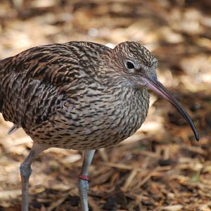 Eurasian curlew