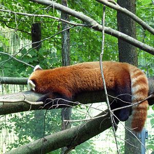 Red Panda