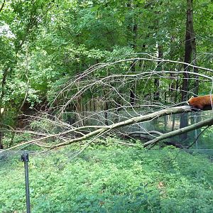 Red Panda Exhibit