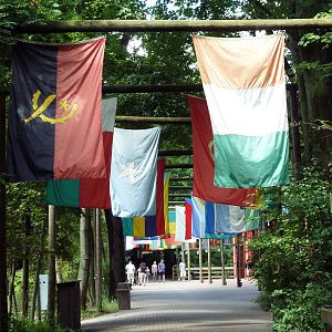 Wild Africa - Avenue of Flags