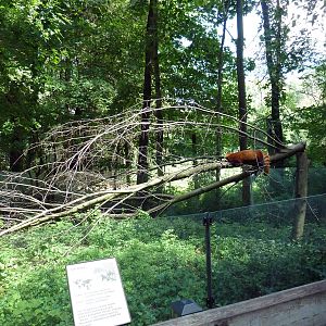 Red Panda Exhibit