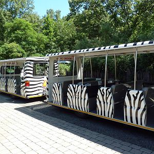 Wild Africa - Tram