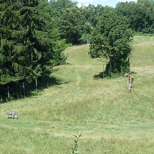 Wild Africa - 18-Acre Savanna
