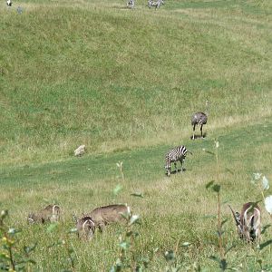 Wild Africa - 18-Acre Savanna