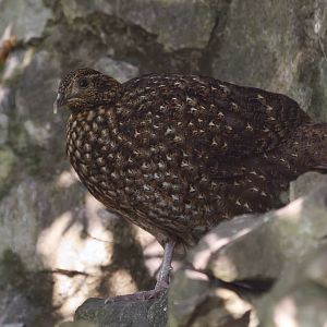 Temmincks Tragopan (Female) - 02/09/2010