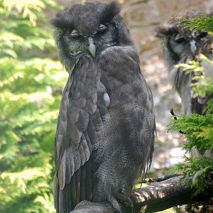 Milky Eagle Owl