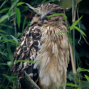 Buffy Fish Owl