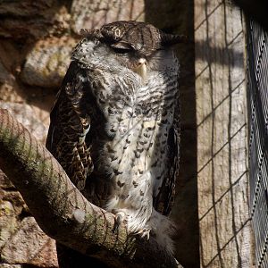 Forest Eagle Owl