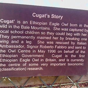 Ethiopian Eagle Owl Past