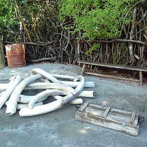 Wild Africa - Seized Ivory