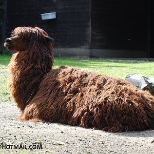 ALPACA