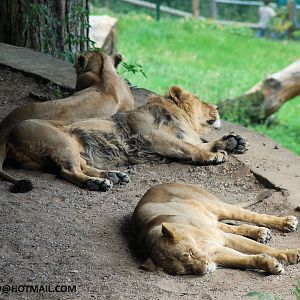 LIONS TOGETHER