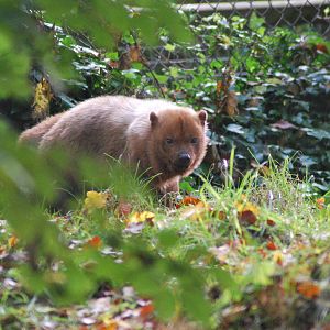 BUSH DOG