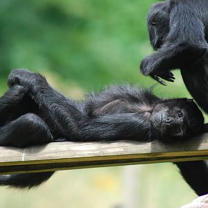 COLUMBIAN BLACK SPIDER MONKEY