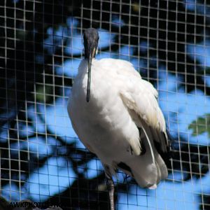 SACRED IBIS
