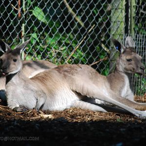 WESTERN GREY KANGAROO