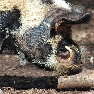 KUNE KUNE PIG