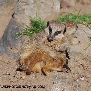 MEERKAT