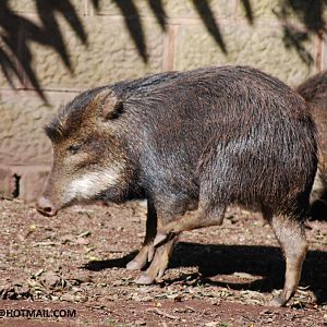 WHITE LIPPED PECCARY