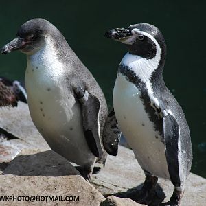 HUMBOLDTS PENGUINS