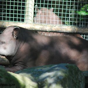 Tapir
