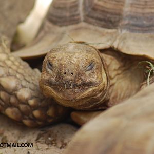 AFRICAN SPURRED TORTOISE