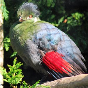 WHITE CHEEKED TURACO