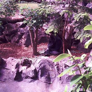 Gorilla and Enclosure - Loro Parque 2008