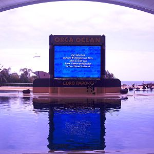 Orca Show - Loro Parque 2008