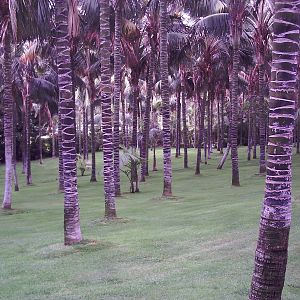 Garden Area - Loro Parque 2008