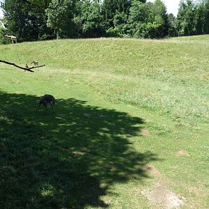 Wild Africa - 18-Acre Savanna