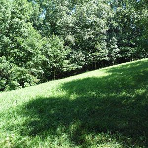 Wild Africa - African Wild Dog Exhibit