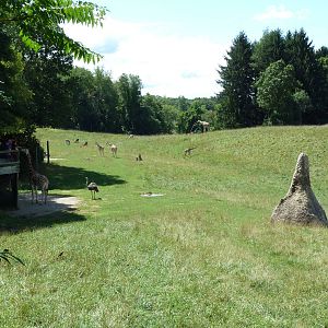 Wild Africa - 18-Acre Savanna