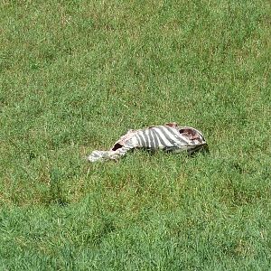 Wild Africa - 18-Acre Savanna - Zebra Carcass