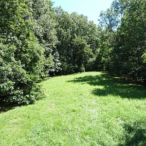 Wild Africa - African Wild Dog Exhibit