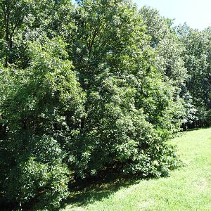 Wild Africa - African Wild Dog Exhibit
