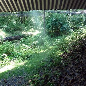 Wild Africa - Red-Capped Mangabey Exhibit