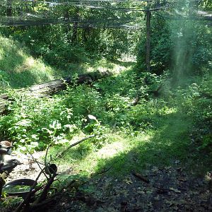 Wild Africa - Red-Capped Mangabey Exhibit
