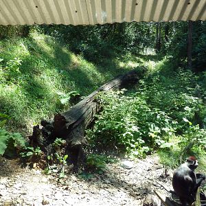 Wild Africa - Red-Capped Mangabey Exhibit