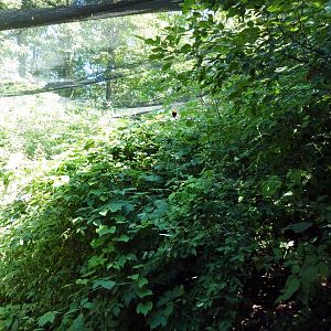 Wild Africa - Walk-Through Forest Aviary